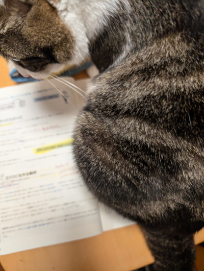 はなびの写メ
