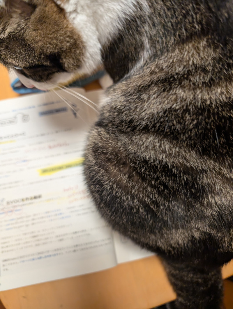 はなびの写メ